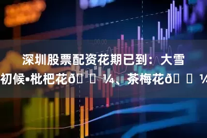 深圳股票配资花期已到:大雪 初候•枇杷花🌼、茶梅花🌼